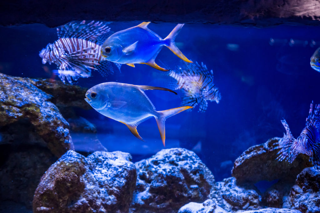 水族館 カメラ