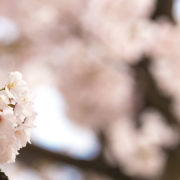 カメラでぼかした写真を撮るための方法と写真がぼける仕組み