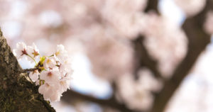 カメラでぼかした写真を撮るための方法と写真がぼける仕組み