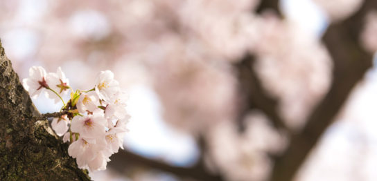 カメラでぼかした写真を撮るための方法と写真がぼける仕組み