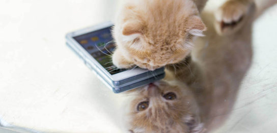 スマホスタンド　ねこ