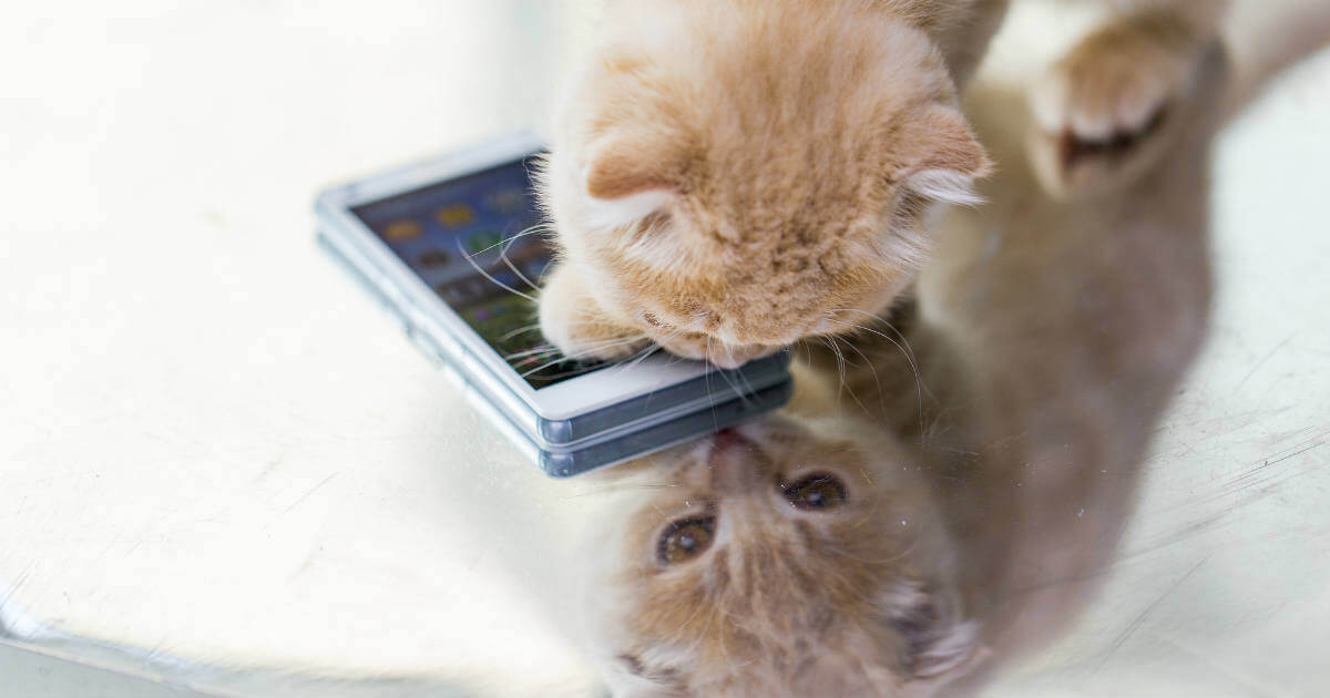 248円 当社の かわいい 猫の デザイン の 携帯 電話 ホルダー 吸盤 付きの 樹脂 製 タブレット スタンド スマートフォン 用の動物の