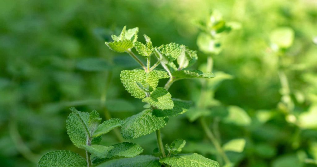 虫除けを植物で 虫除け効果のある植物の選び方 おすすめ品7選 Dorekau ドレカウ