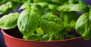 虫除けを植物で！虫除け効果のある植物の選び方 おすすめ品7選