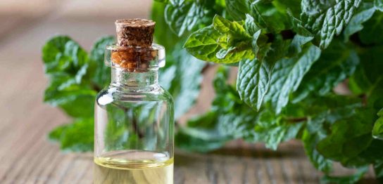 ハッカ油の効果と使用方法 選び方と使用上の注意点 おすすめ品