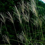 「七草」は春と秋がある！秋の七草それぞれの効果と花言葉を解説