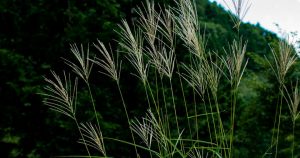 「七草」は春と秋がある！秋の七草それぞれの効果と花言葉を解説