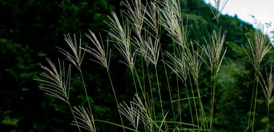 「七草」は春と秋がある！秋の七草それぞれの効果と花言葉を解説