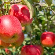 りんごにはどんな品種がある？国内りんごの種類や特徴 おすすめ品
