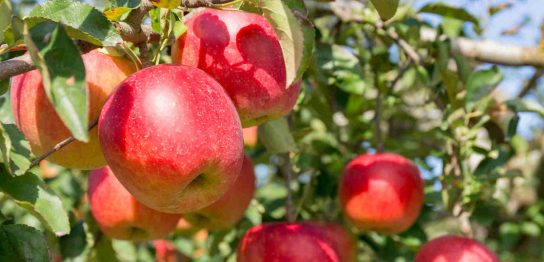 りんごにはどんな品種がある？国内りんごの種類や特徴 おすすめ品