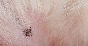 ダニの好む環境や気をつけるべき種類 駆除方法や駆除剤について解説