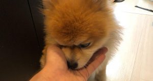 マル（ポメラニアン）がモグワンドックフードを食べる