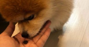 マル 匂いをかぐ