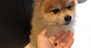 マルがそっぽむく