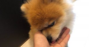 マル（ポメラニアン）がモグワンドッグフードを食べる2