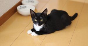 クロ もぐにゃん