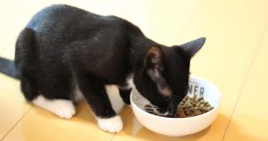 クロ モグニャン