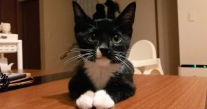 クロ モグニャン