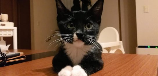 クロ モグニャン