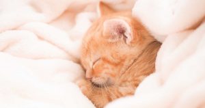 毛布のおすすめ