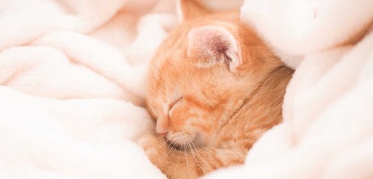 毛布のおすすめ